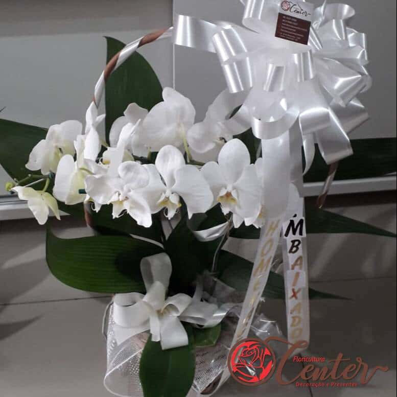 Orquídea na cesta com a faixa