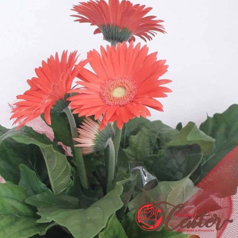 Gerbera