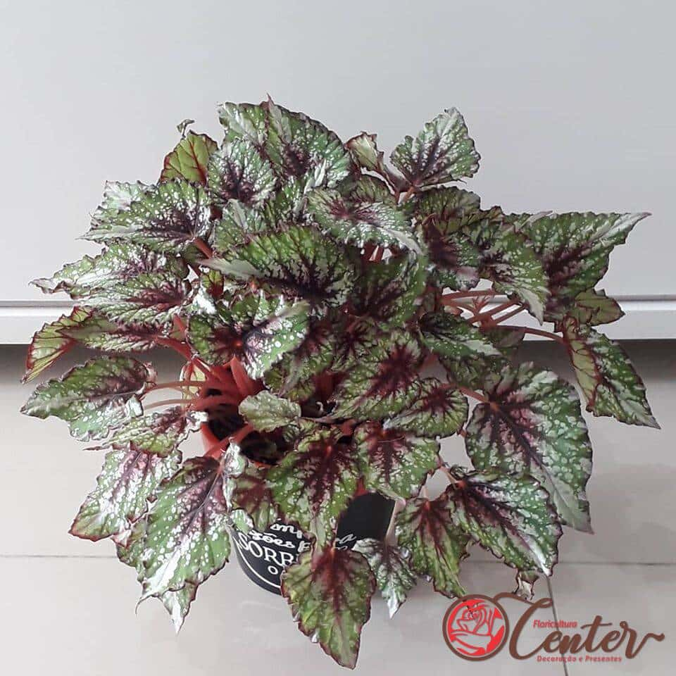 Begonia Rex