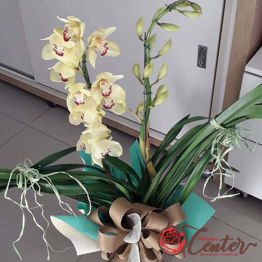 Orquidea Cymbidium