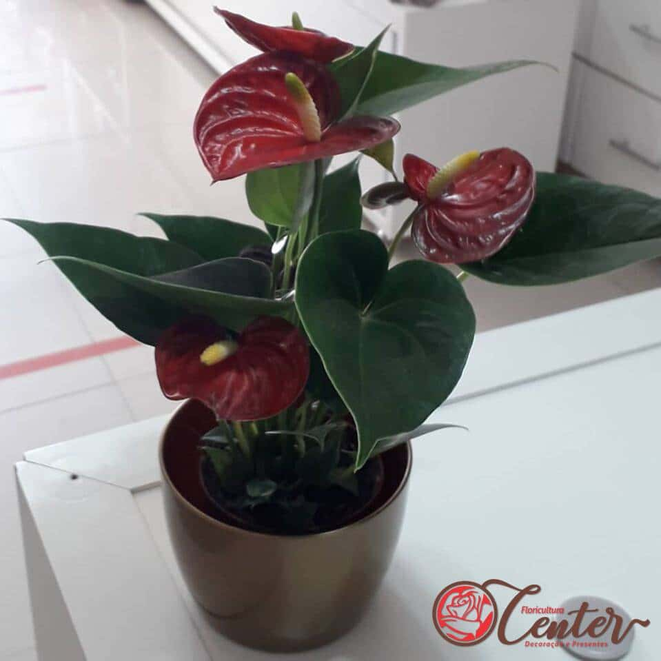 Mini Anthurium