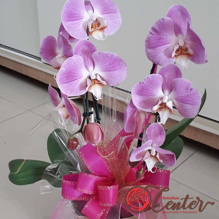 Orquídea natural