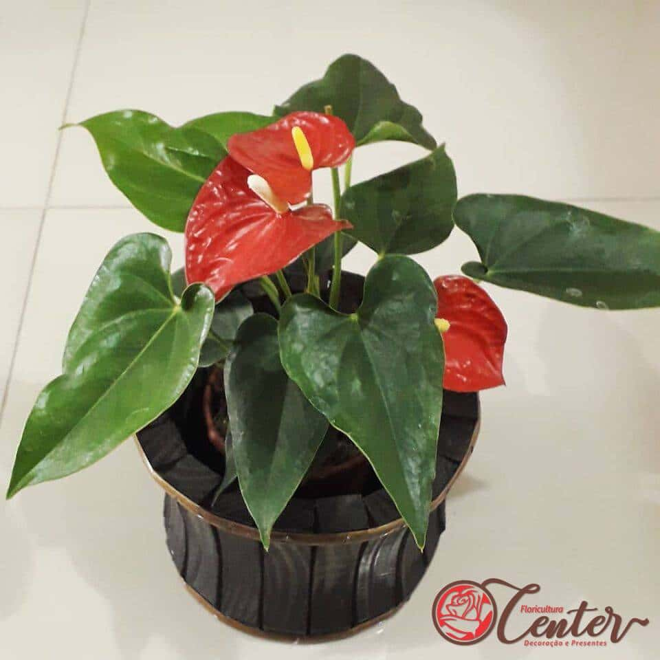 Mini Anthurium