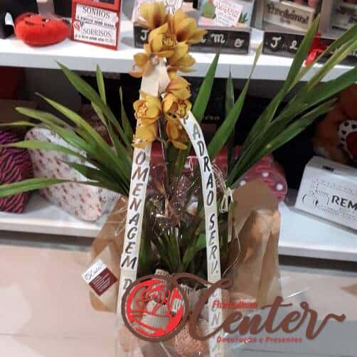 Orquidea Cymbidium com a faixa